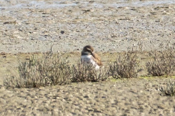 Double-banded Plover - ML646650265