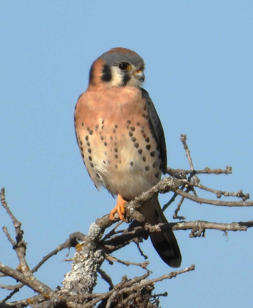 American Kestrel - ML646650266