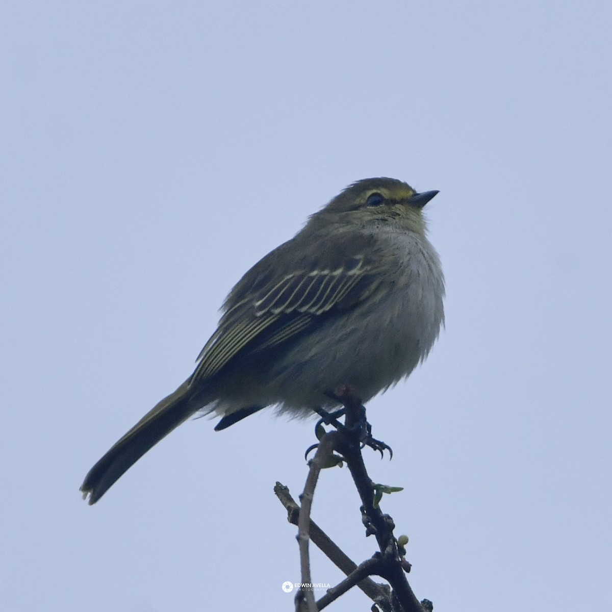 Golden-faced Tyrannulet - ML646650267