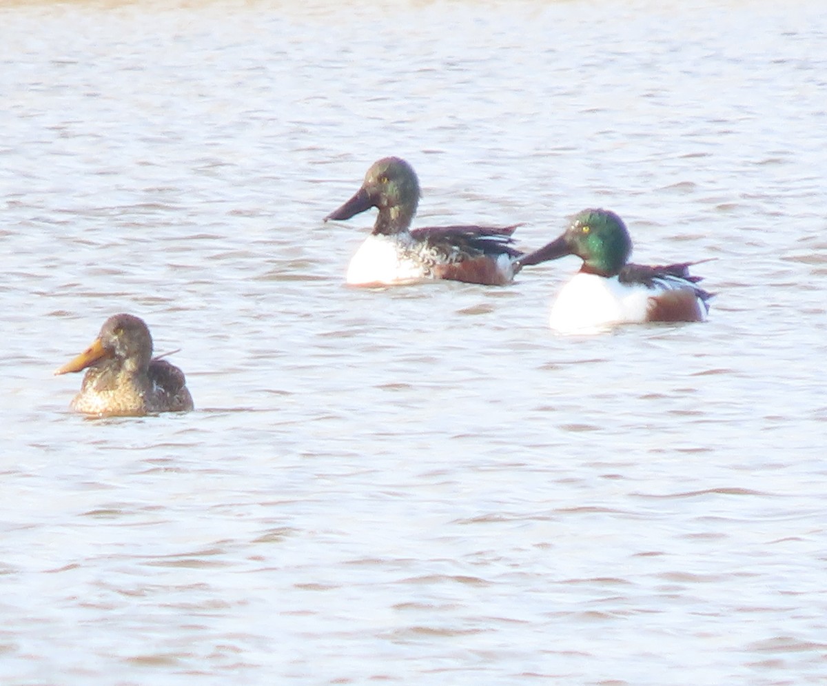 Cuchara Común - ML646650270