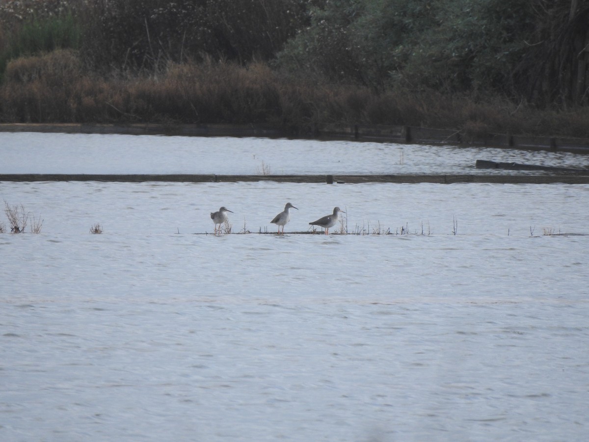 Archibebe Común - ML646650271