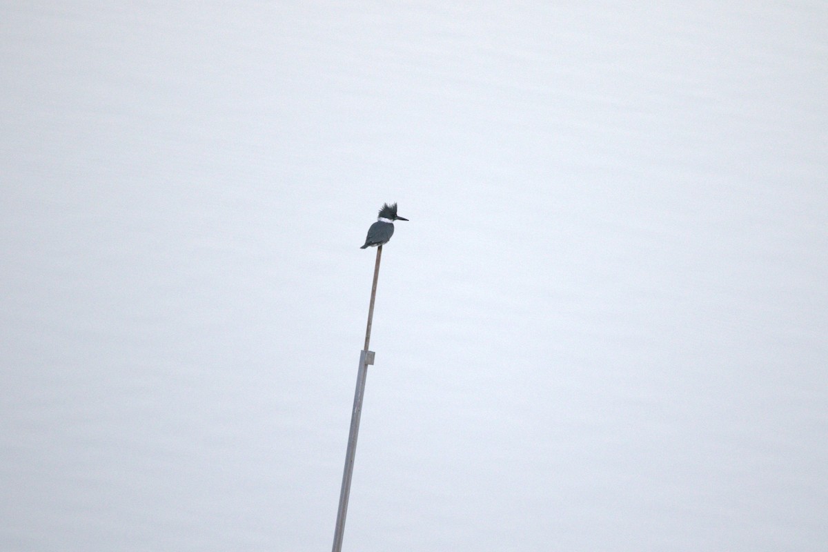 Kuşaklı Yalıçapkını - ML646650272