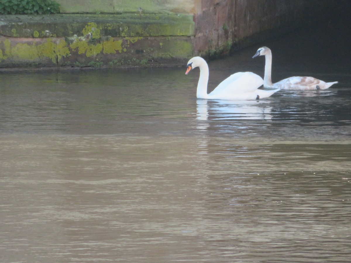 Mute Swan - ML646650276