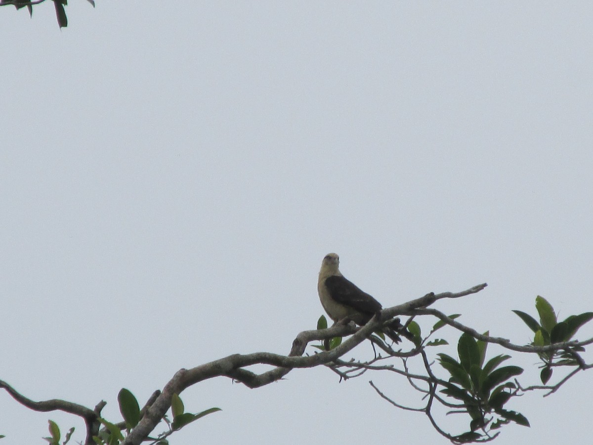 Yellow-headed Caracara - ML646650277