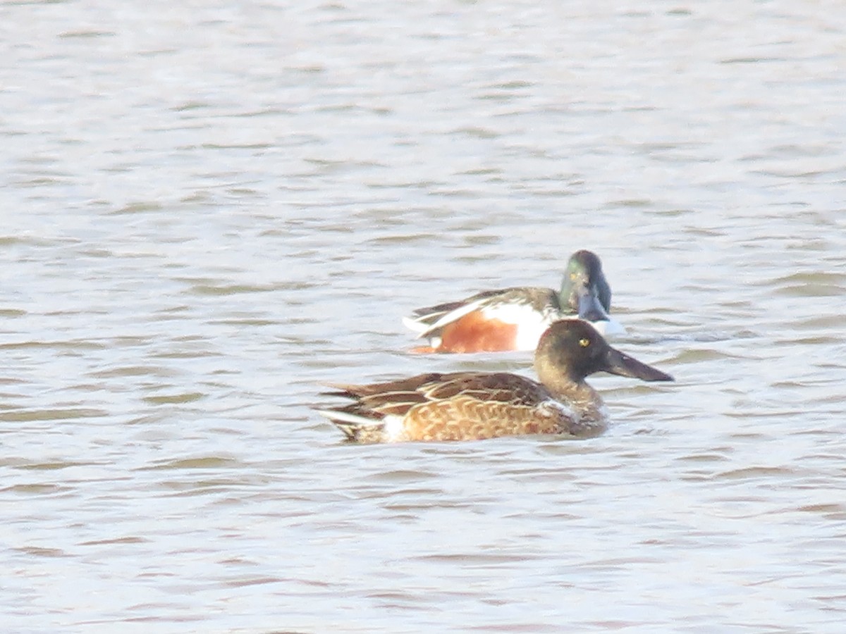 Cuchara Común - ML646650279