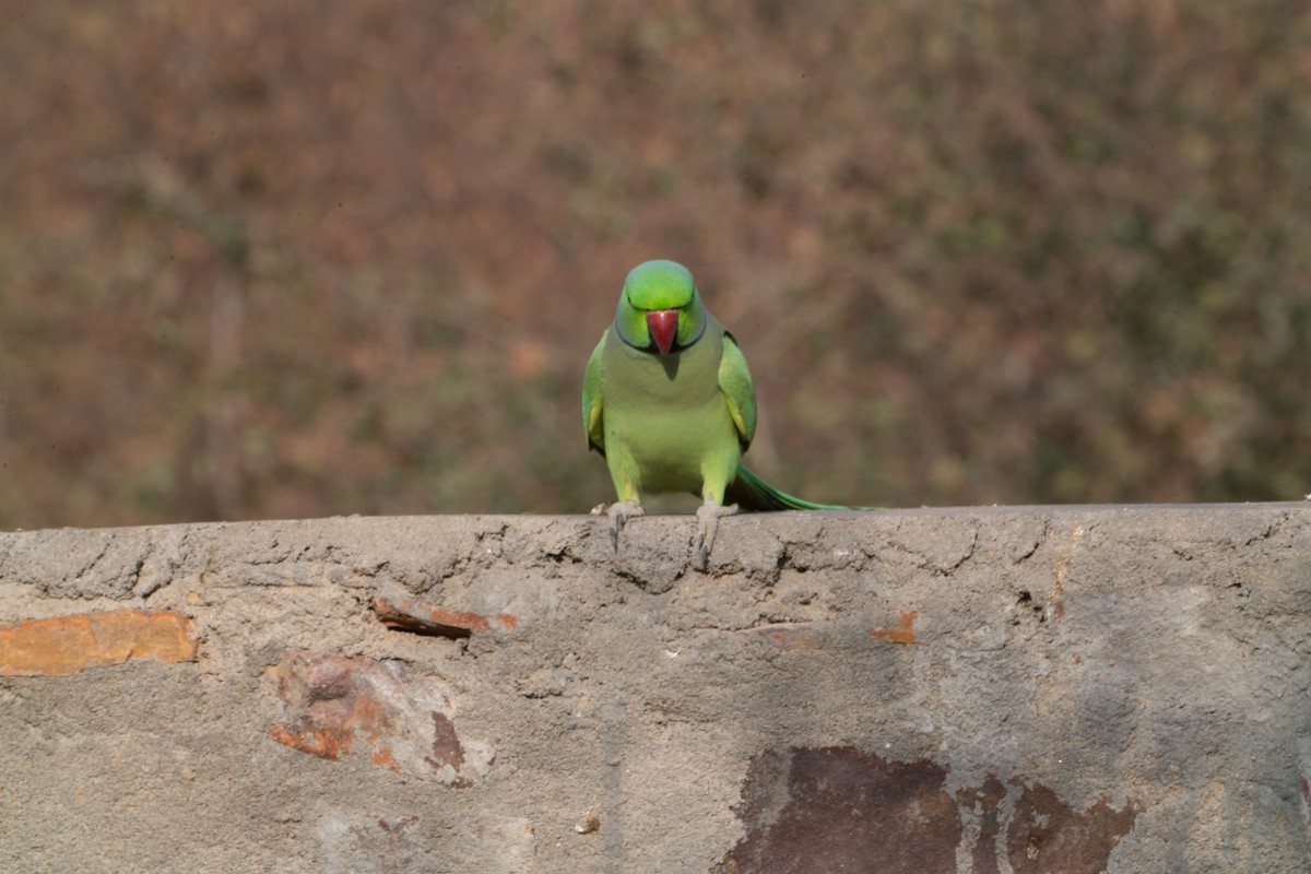 紅領綠鸚鵡 - ML646650284