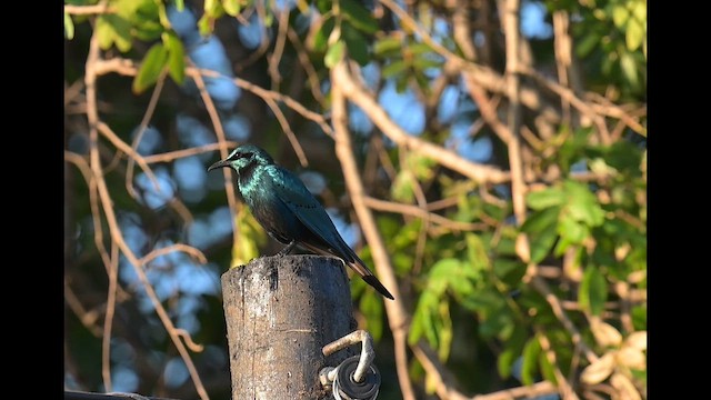 Мерл гострохвостий - ML646650287