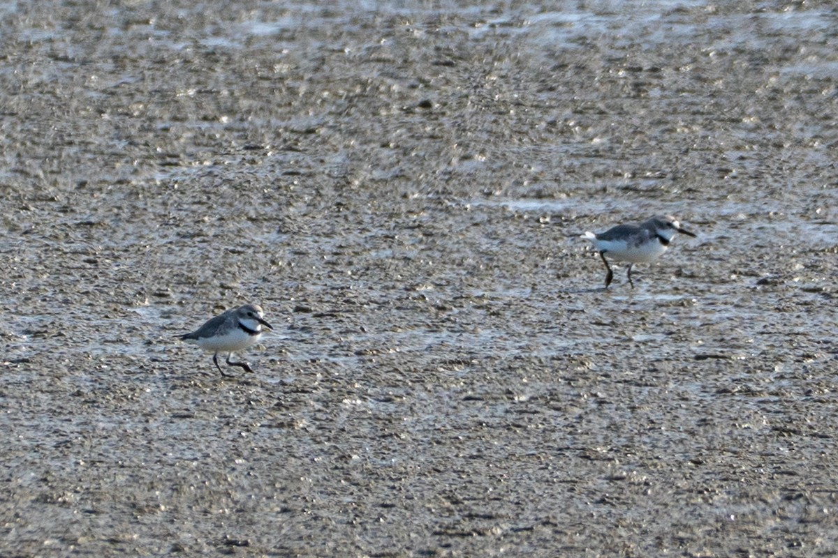 Wrybill - ML646650288