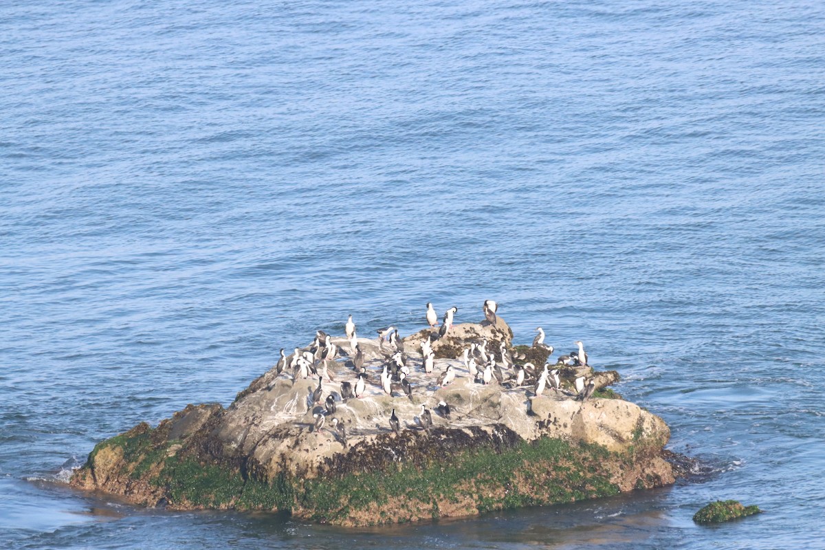 Imperial Cormorant - ML646650289