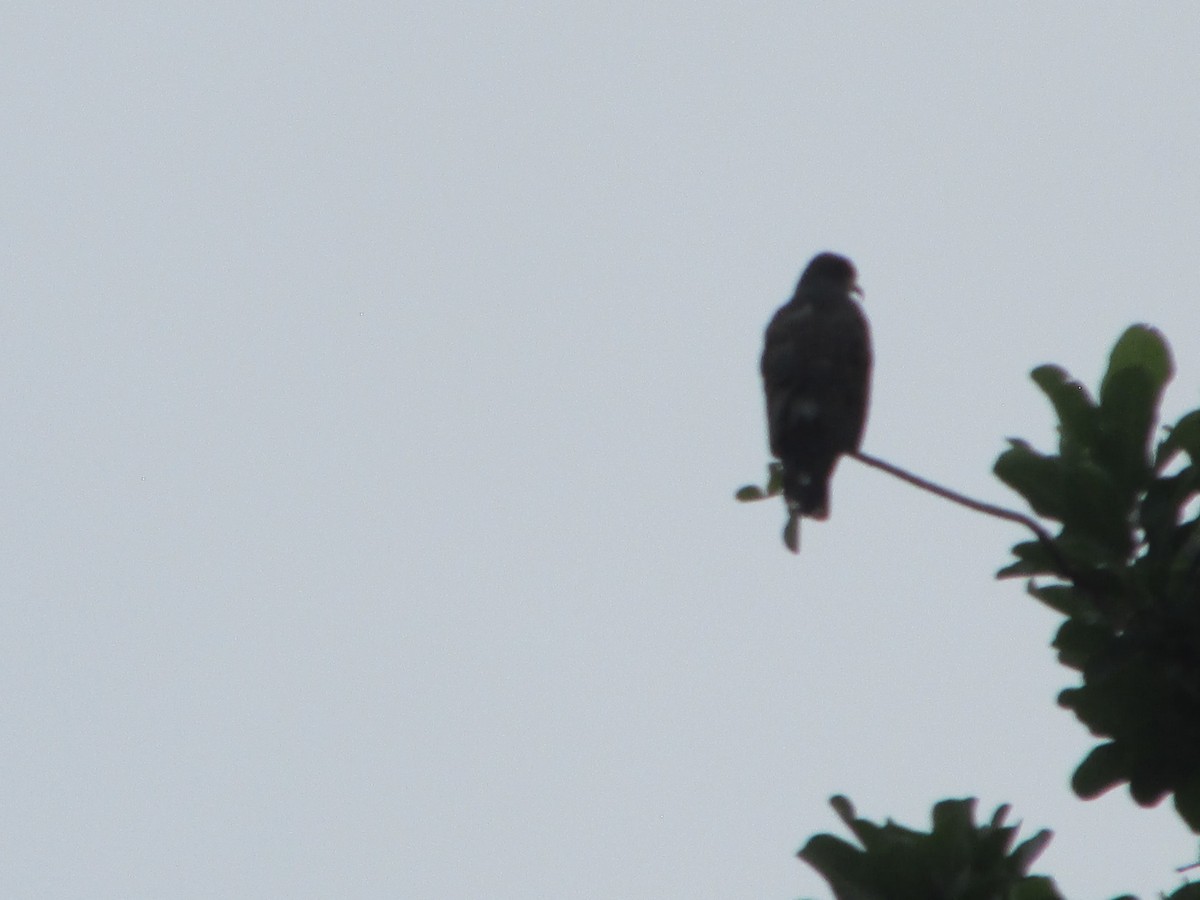 Snail Kite - ML646650290