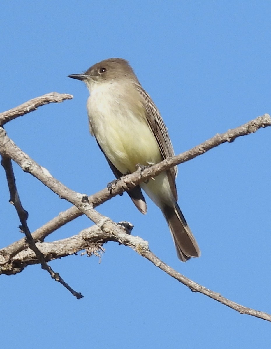 Eastern Phoebe - ML646650291