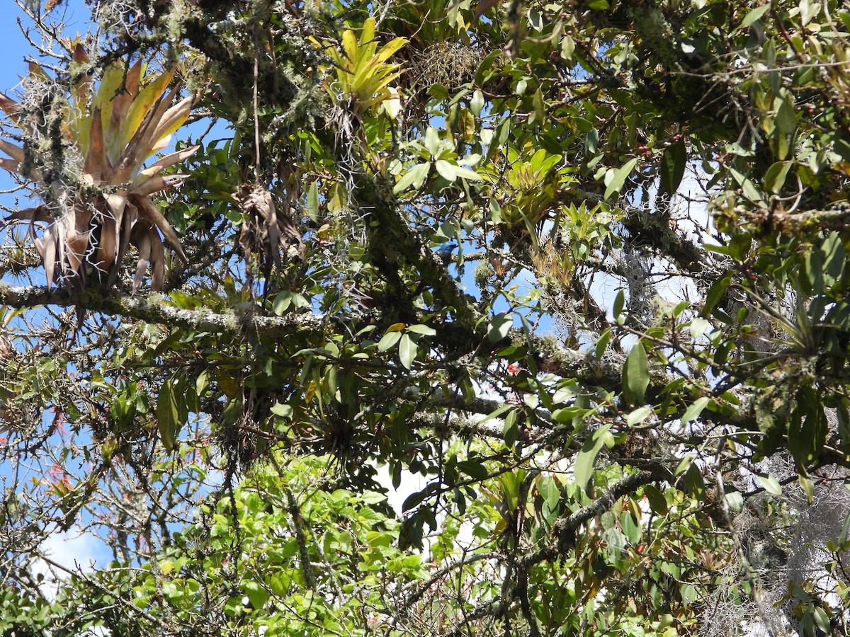 Танагра блакитношия - ML646650292