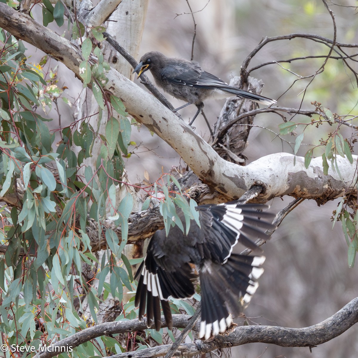 Gray Currawong - ML646650293