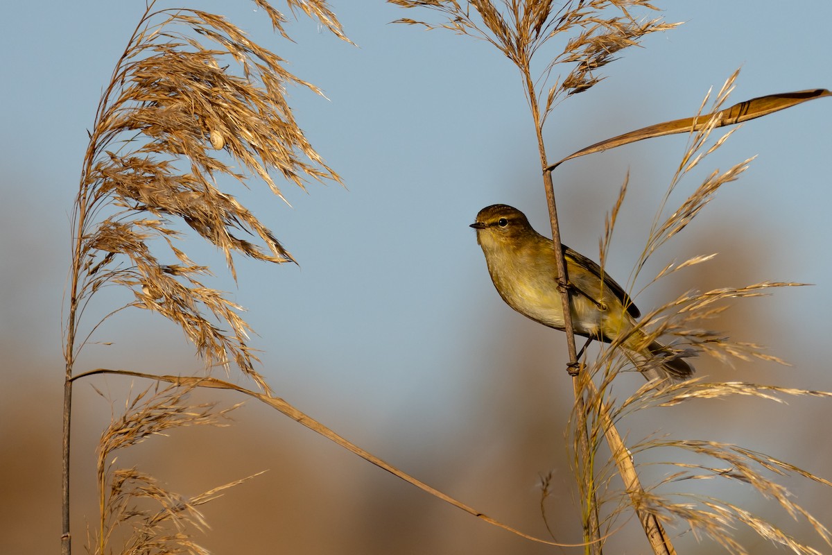 嘰喳柳鶯 - ML646650295