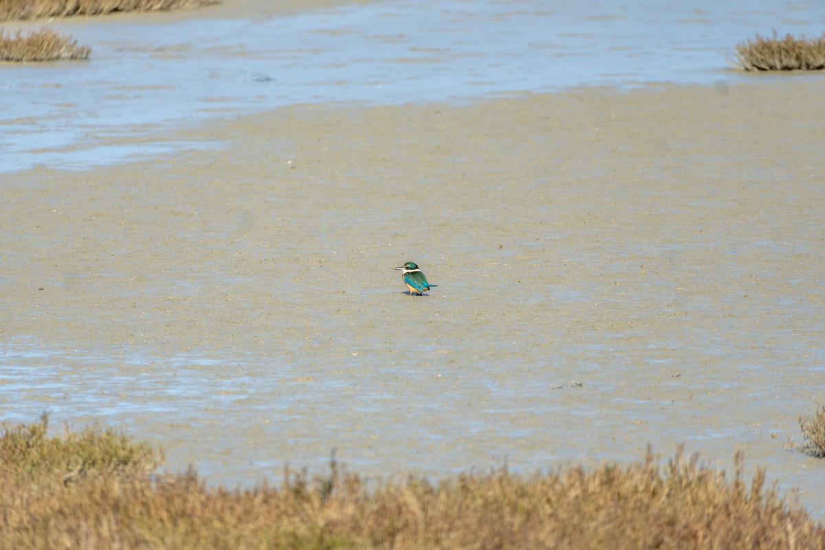 Sacred Kingfisher - ML646650296