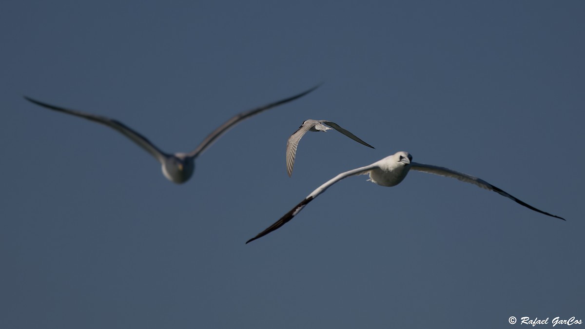 Common Tern - ML646650297