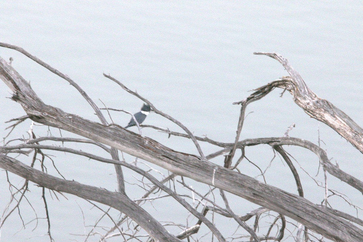 Belted Kingfisher - ML646650298