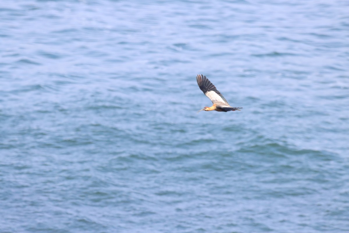 Black-faced Ibis - ML646650299