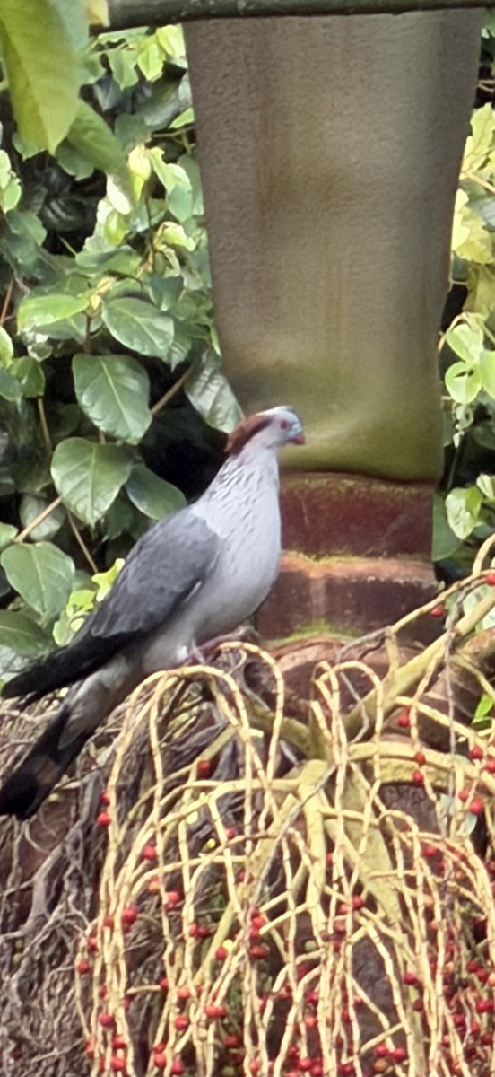 Topknot Pigeon - ML646650300