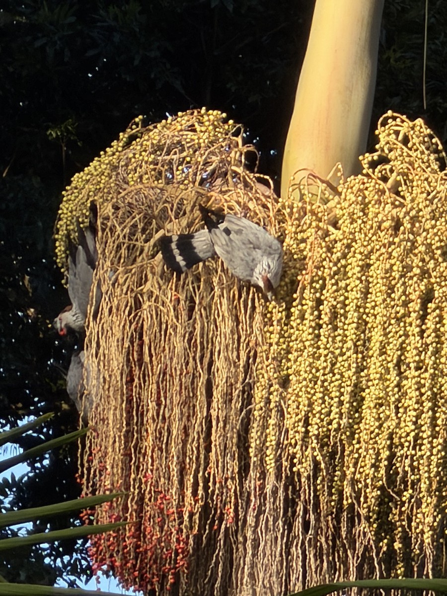 Topknot Pigeon - ML646650301