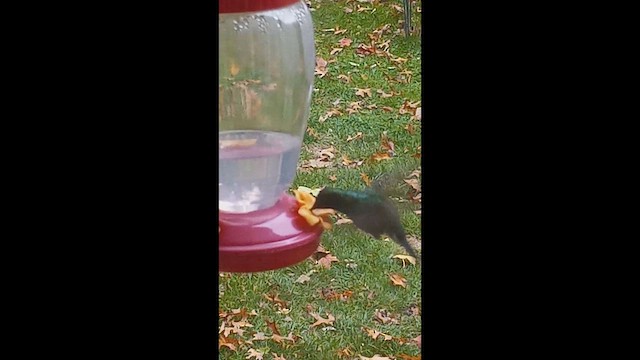 Mexican Violetear - ML646650302