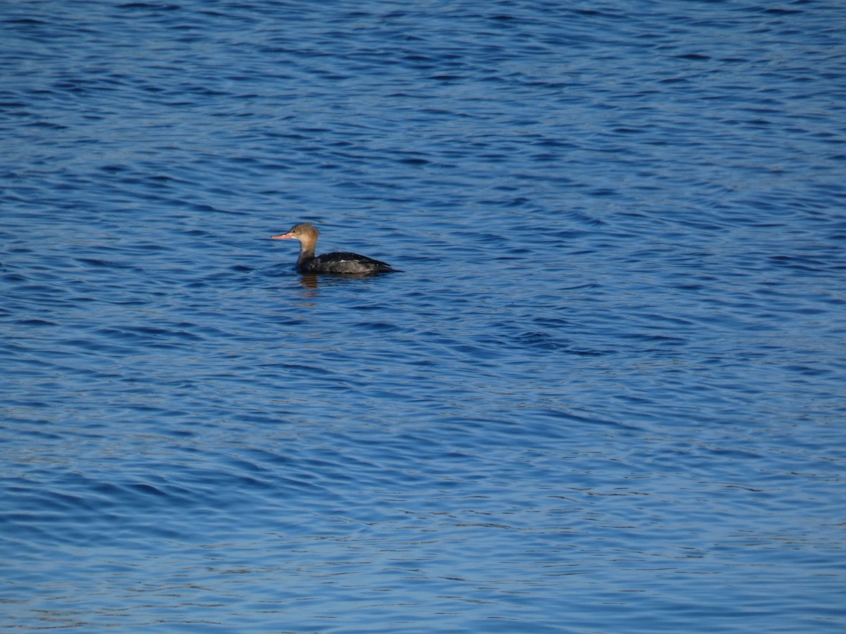 Serreta Mediana - ML646650303