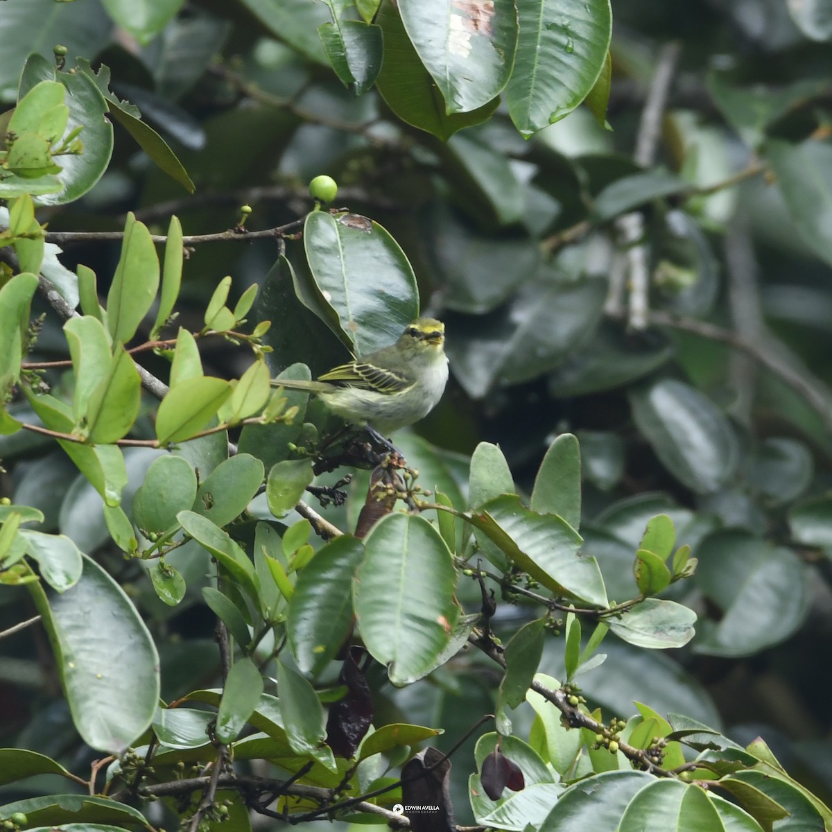 Golden-faced Tyrannulet - ML646650304