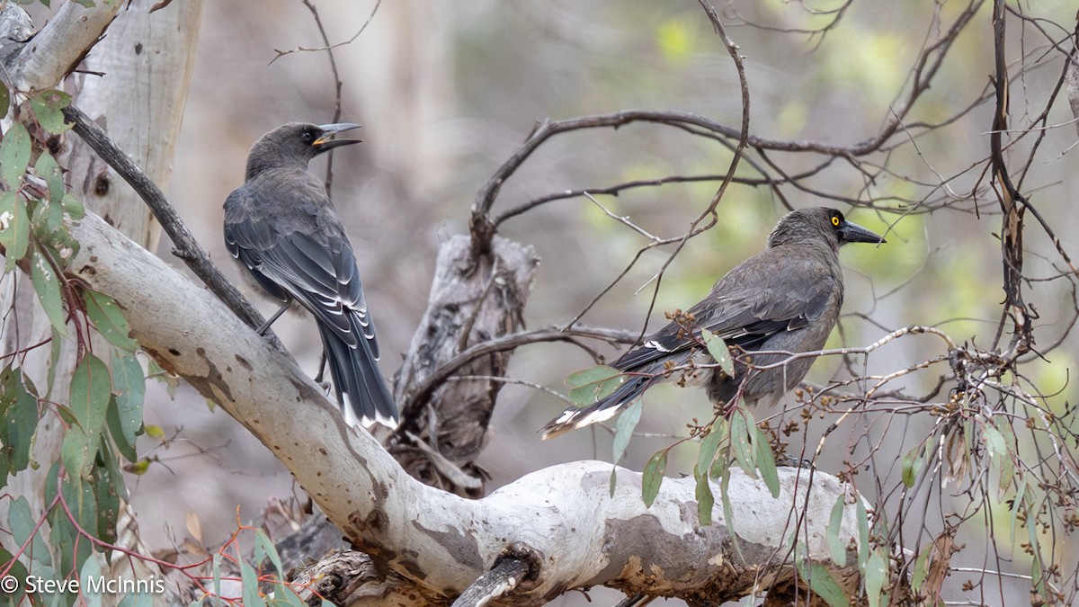 Gray Currawong - ML646650305