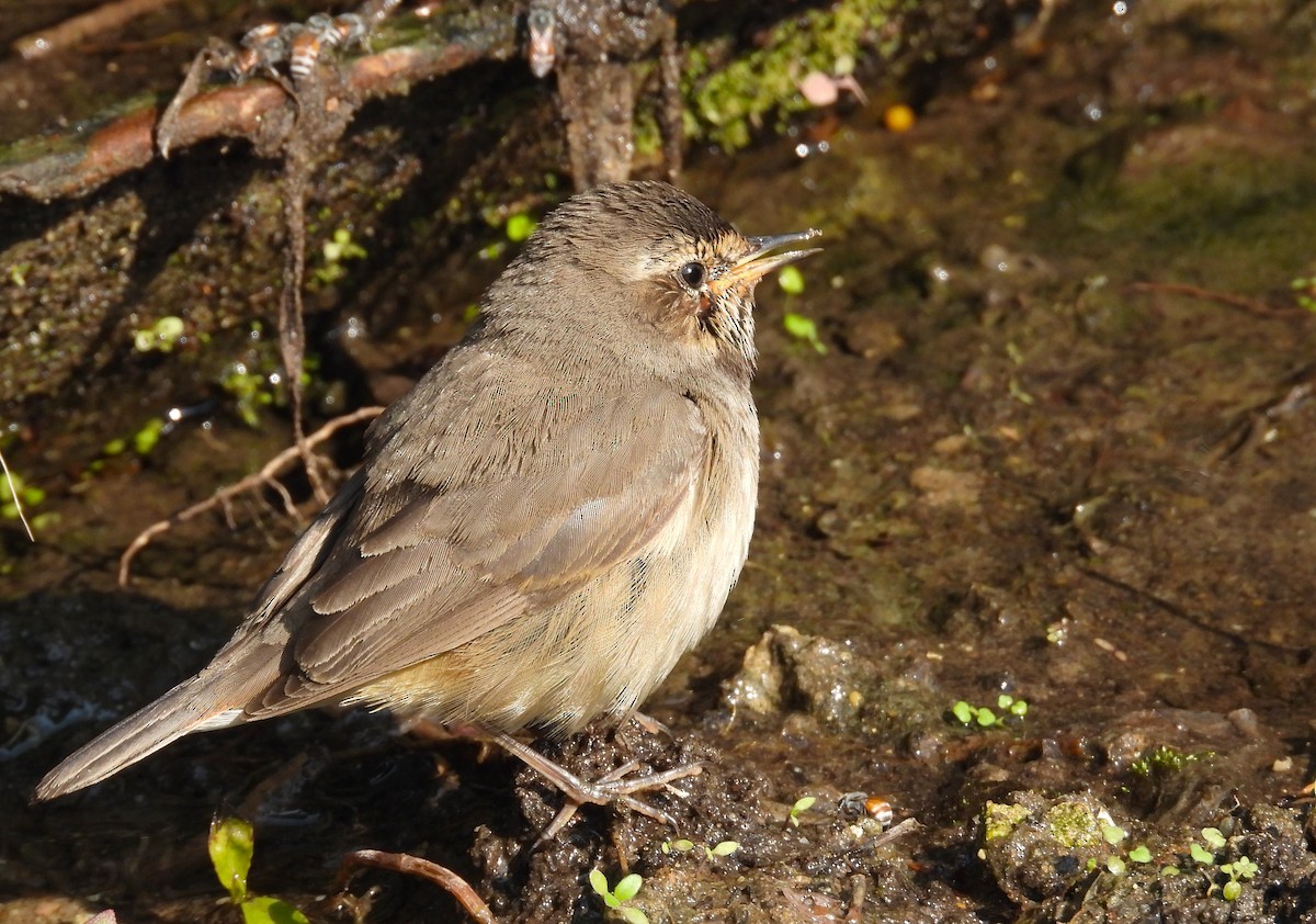 藍喉鴝 - ML646650306