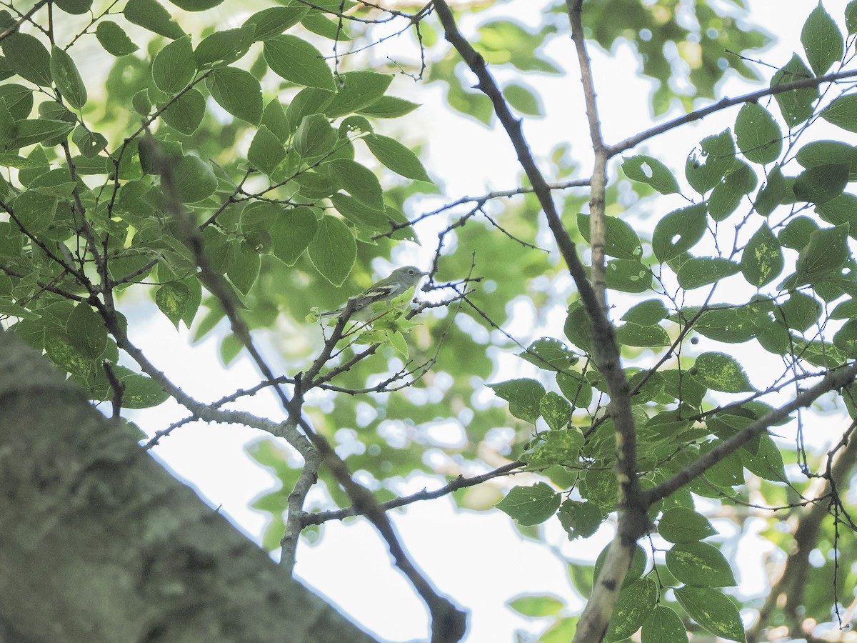 Chestnut-sided Warbler - ML646650307