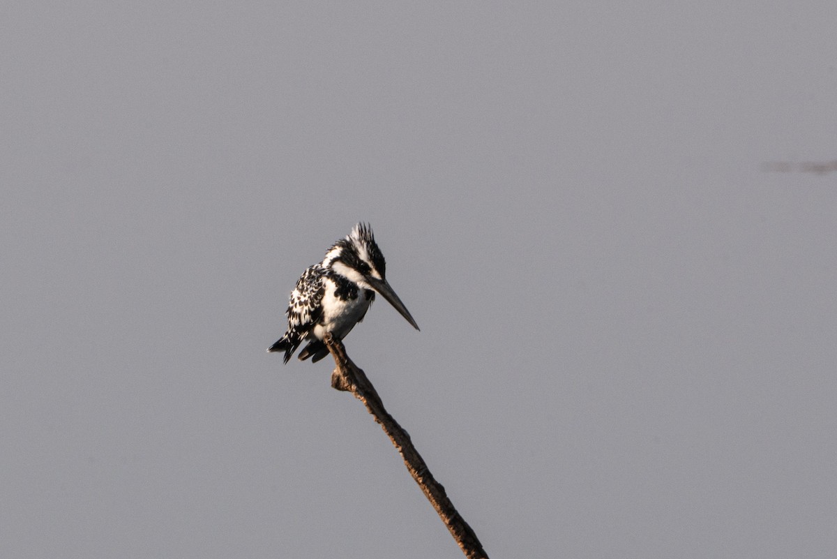 斑翡翠 - ML646650308