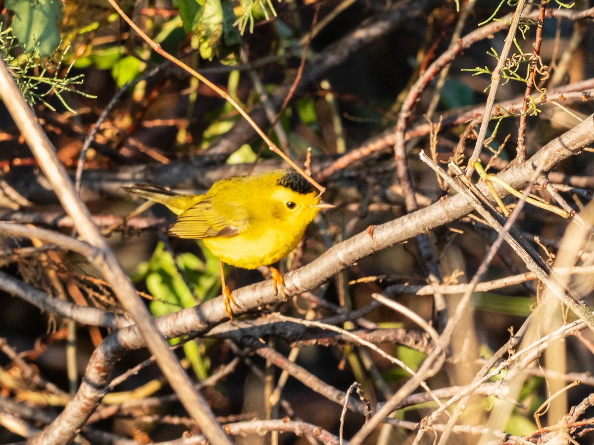 Wilson's Warbler - ML646650309