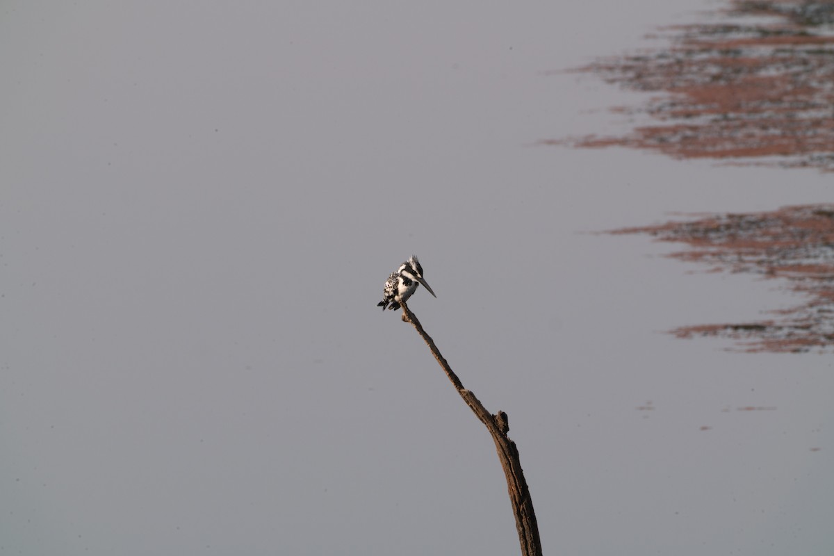 斑翡翠 - ML646650310