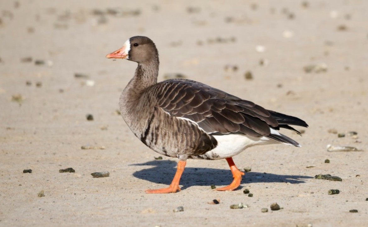 Манхин галуу - ML646650311