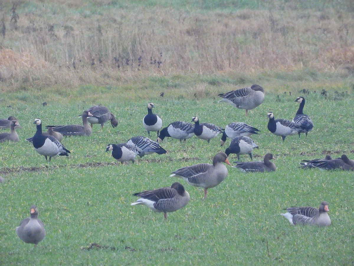 Barnacle Goose - ML646650312
