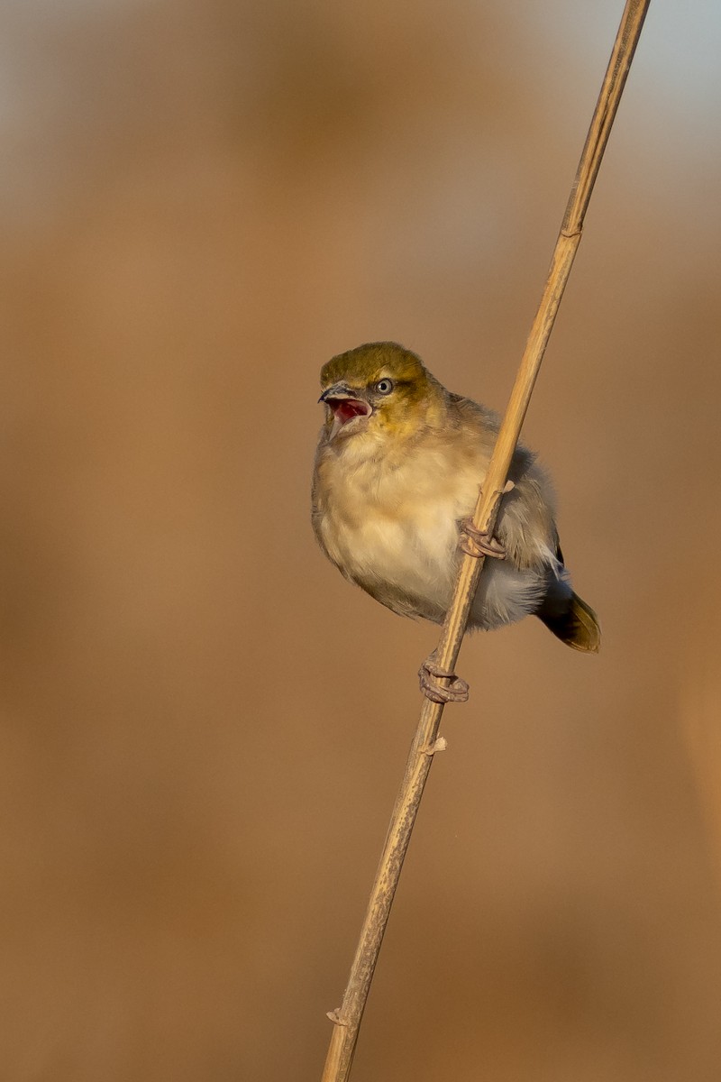 Black-headed Weaver - ML646650314