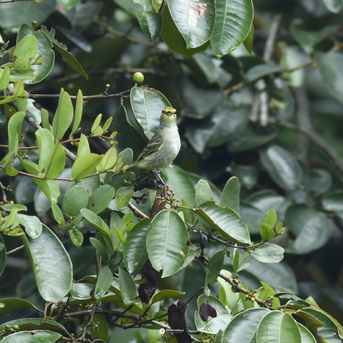 Golden-faced Tyrannulet - ML646650315