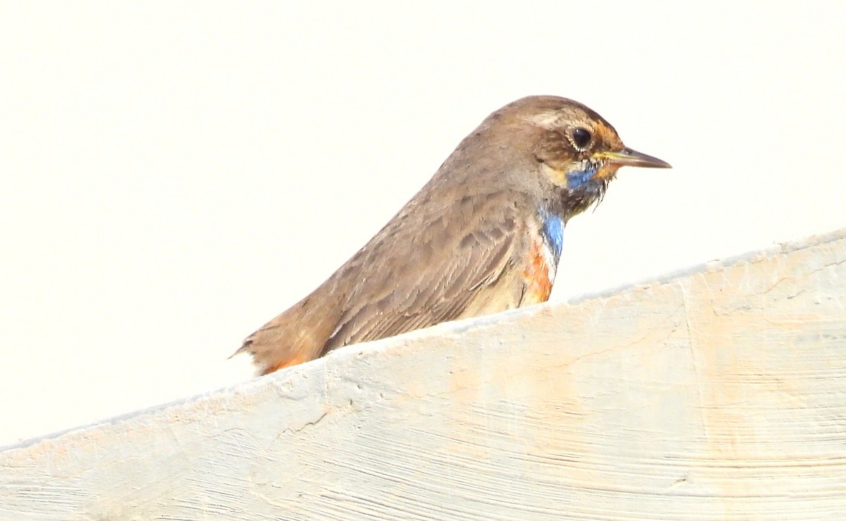 藍喉鴝 - ML646650317