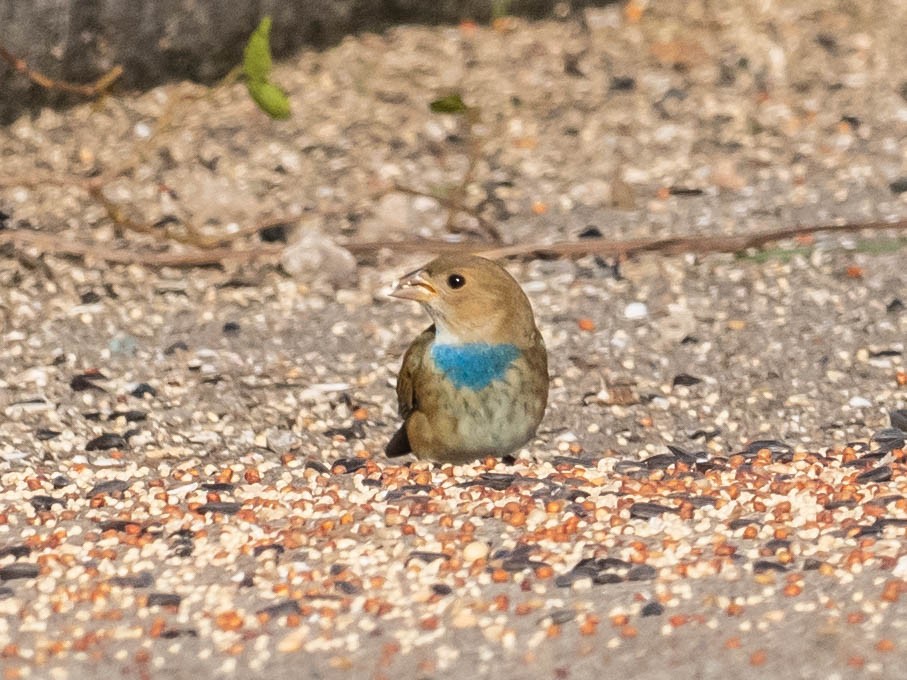 Indigo Bunting - ML646650318