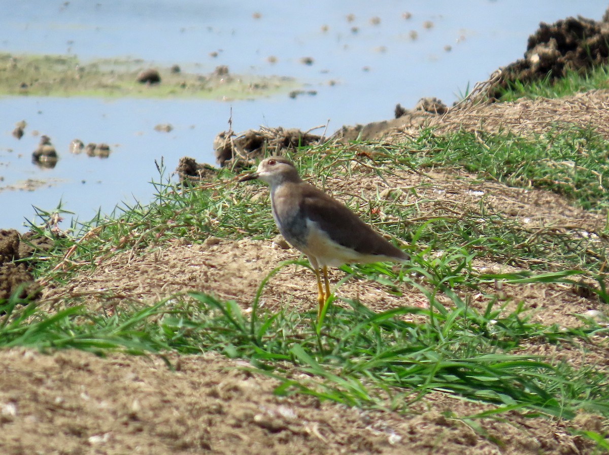 White-tailed Lapwing - ML646650319