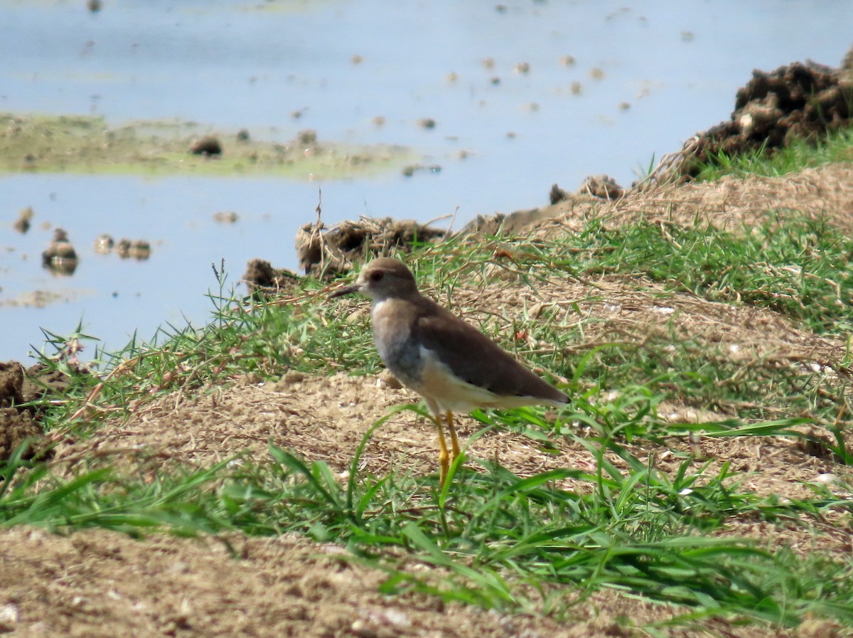 White-tailed Lapwing - ML646650320