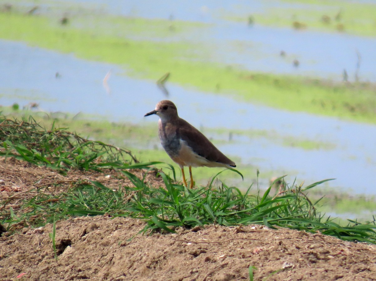 White-tailed Lapwing - ML646650322