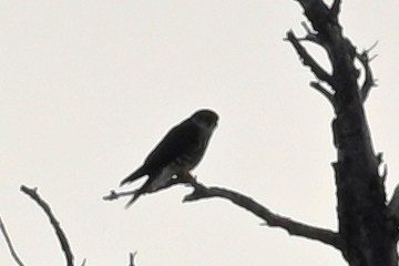 灰背隼 - ML646650323