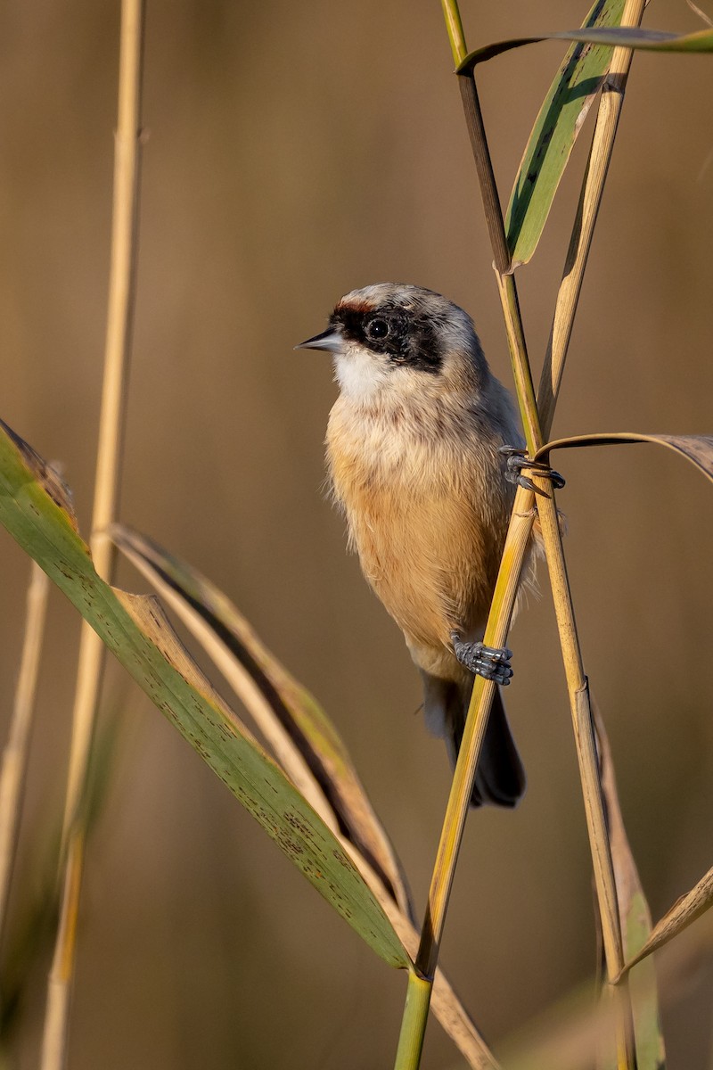 Eurasian Penduline-Tit - ML646650324