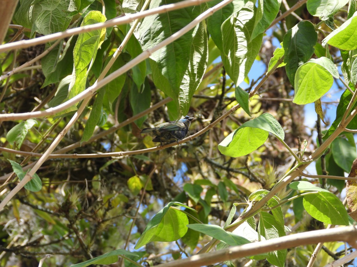 Tangara Verdinegra - ML646650330