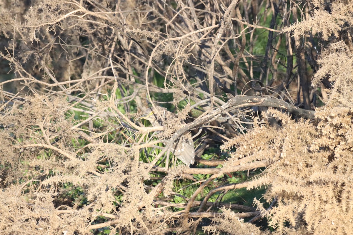 Black-crowned Night Heron - ML646650331