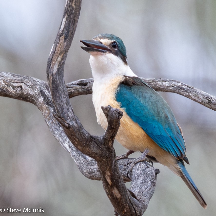 Sacred Kingfisher - ML646650332