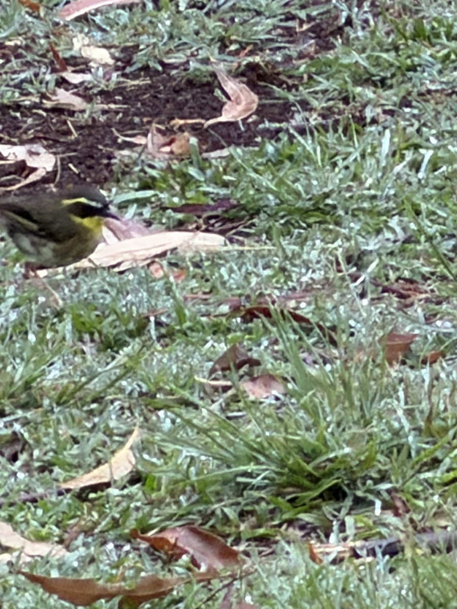 Yellow-throated Scrubwren - ML646650340