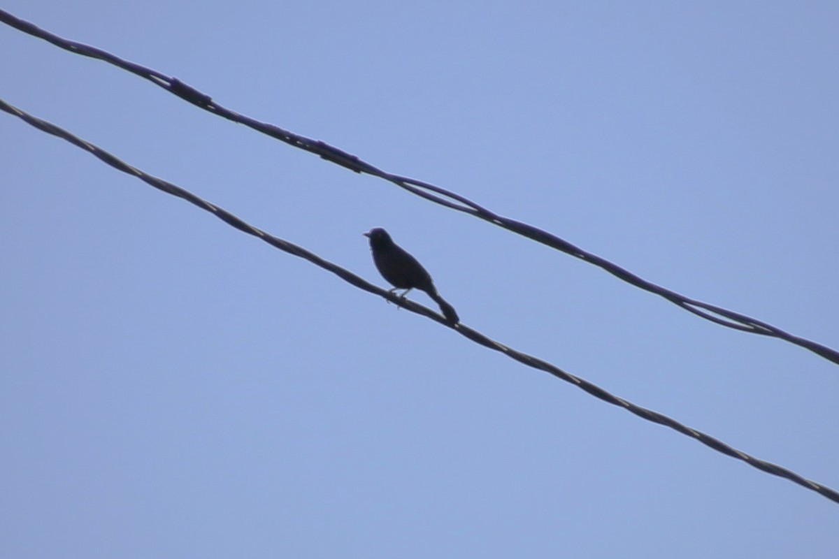 Common Grackle - ML646650341