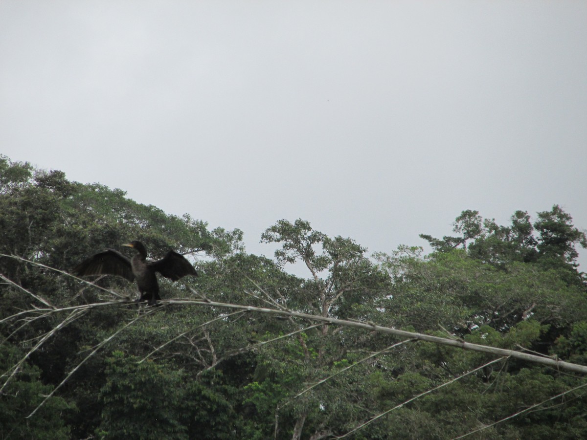 Neotropic Cormorant - ML646650342